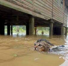 Jumlah mangsa banjir di kelantan terus menurun apabila mencatatkan seramai 11,436 orang, berbanding 12,360 orang, semalam. Info Banjir Terengganu Kelantan Terkini Home Facebook