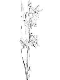 Llll➤ hundreds of printable orchid coloring pages and books. Printable Australian Victorian Orchid Coloring Page For Both Aldults And Kids