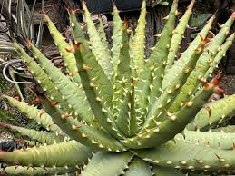 Image result for Aloe inyangensis