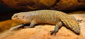 It's the lead up to christmas and we have many customers getting in contact as they are planning to surprise their family with a new exotic pet. Top 20 Best Pet Lizards For Beginners Everything Reptiles
