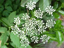 Image result for Apiaceae
