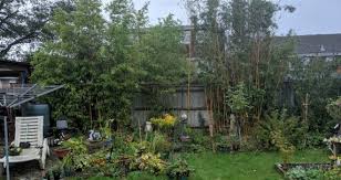 Needed tools for bamboo eradication. Warnings Issued As Invasive Bamboo Takes Over British Gardens Property Reporter