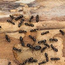 Luray caverns, va private tour. Termites And Ants Ak Pest Control