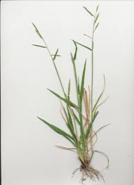 Image result for Eriochloa
