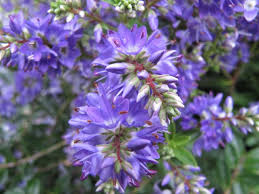 Free for commercial use no attribution required high quality images. Hebe Garden Beauty Blue Cliv Pbr Garden Beauty Series Hebe Garden Beauty Blue Rhs Gardening