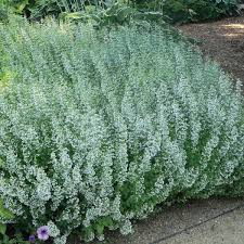 Native perennials are significant in helping save the pollinators. Ppa Perennial Plant Of The Year Award Winners Walters Gardens Inc