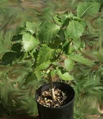 Image result for Commiphora africana