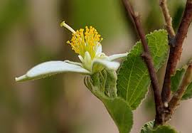 Image result for Grewia avellana