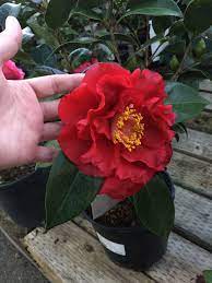 Bob Hope Japonica Camellia Camellia Plant Plant Care