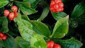 A few of the woody species are evergreen. Nonpoisonous Berries Children S Hospital Of Philadelphia