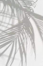 Flawless Finish Foundation Palm Trees Wallpaper Tree Wallpaper Palm Tree Pictures