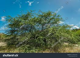 Image result for Prosopis pallida