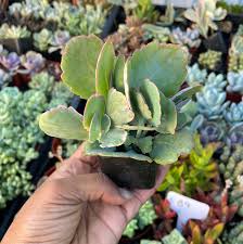 Image result for Kalanchoe fedtschenkoi