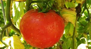 How well do you know murphy, best answers? Guide To Growing Celebrity Tomatoes