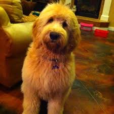 Pin By Cori Ujiiye Moore On Pets Goldendoodle Puppy Doodle Puppy Goldendoodle