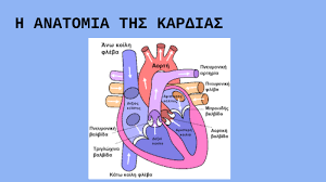 船優學網 ppt 下載 ⭐ わくわくコスプレイヤー vol45 1. H Anatomia Ths Kardias By Anastasia Papaxrhstoy