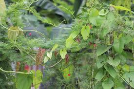 Image result for Dioscorea alata