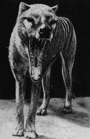 Hey everyone, welcome back to the thylacine studios podcast. The Thylacine Had An Impressive Mouth Opening Capacity Tasmanian Tiger Rare Animals Animals Wild