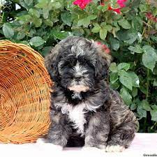 Interested in finding out more about the shih tzu? Shih Tzu Mix Puppies For Sale Greenfield Puppies