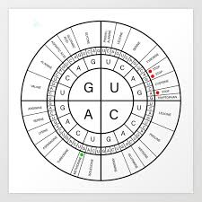 30 rational codon wheel printable