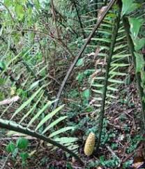 Image result for Encephalartos aplanatus