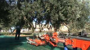 La Recolte Des Olives En Provence Avec Le Vibreur Youtube