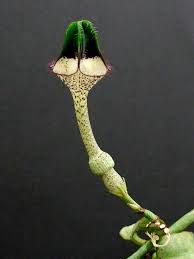 Image result for Ceropegia nilotica