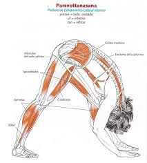 La Anatomia Del Yoga Anatomia De Yoga Yoga Movimientos De Yoga