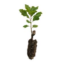 Image result for oak sapling