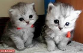 صور قطط اجمل صور للقطط وسمائها وانواعها Cute Baby Animals Kittens And Puppies Cute Animals