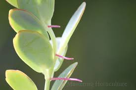 Adventitious Roots And Shoots On Kalanchoe Panamensis Succulents Planting Succulents Plants