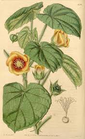 Image result for Abutilon hirtum