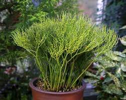 Image result for Psilotum nudum