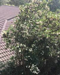 Image result for Rothmannia globosa