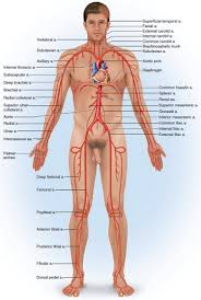 Red blood cells live an average of 120 days before wearing out. Blood Vessels Types Layers Of Blood Vessels Carry Blood Away