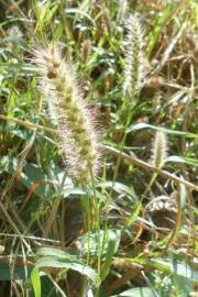 Image result for Cenchrus ciliaris