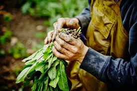 This product is regionally formulated with organic materials (including one or more of the following: Mythbusting 101 Organic Farming Conventional Agriculture Scientific American Blog Network
