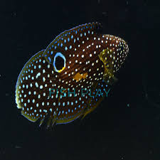 Please select from the available marine fish species below. Comet Marine Betta Fishplay