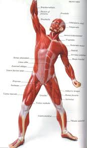 Learn vocabulary, terms and more with flashcards, games and other study tools. Leg Muscles Diagram Free Large Images