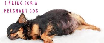 Maybe you would like to learn more about one of these? Pregnant Dog Care Tips Rau Animal Hospital