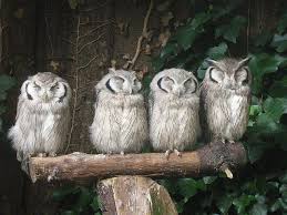 40 Winks X 4 Owl Photos Owl Owl Bird