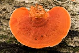 Image result for Pycnospora
