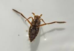 How To Get Rid Of Water Bugs In Your Pool | Zodiac Australia