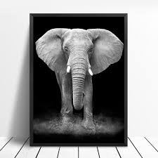 Black And White Elephant Wall Pictures 