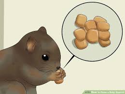 How To Raise A Baby Squirrel With Pictures Wikihow