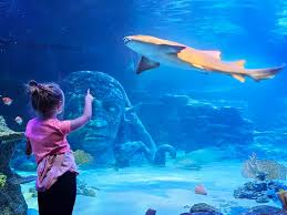 SEA LIFE Aquarium in Auburn Hills is Full of Underwater Thrills