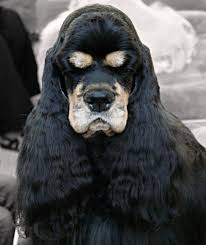 Image result for americký kokršpaněl