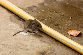 Maybe you would like to learn more about one of these? Id Help Please Rodent Identify This Wildlife The Rspb Community