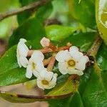 Image result for Acokanthera schimperi