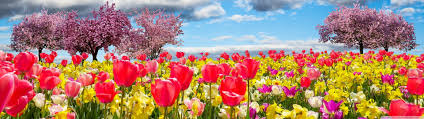 Flowers hd wallpapers in high quality hd and widescreen resolutions from page 2. Flower Screen Wallpaper 3840x1080 Download Hd Wallpaper Wallpapertip